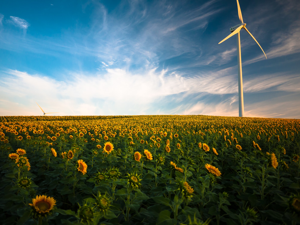 a windturbine in a field of sunflowers